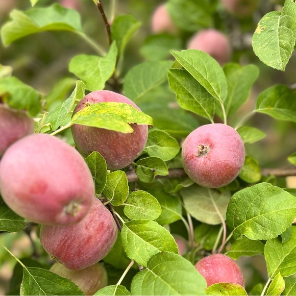 fuji_apple